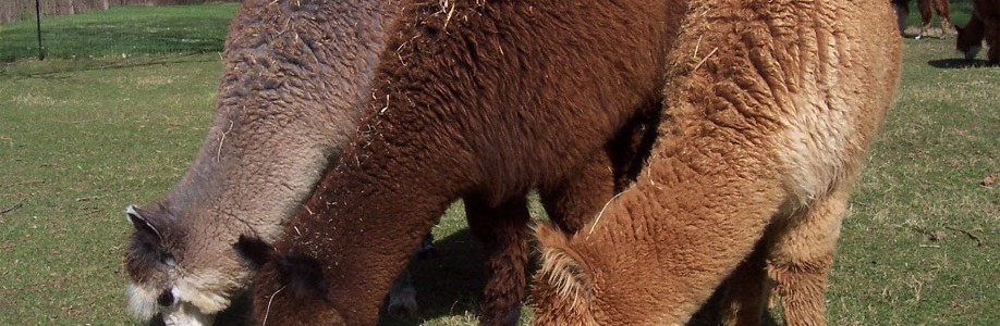Il poffoso alpaca alpaca