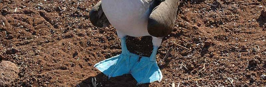 La demenziale e tarantiniana sula dai piedi azzurri sula