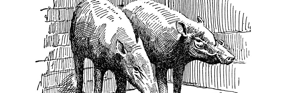 Nessuno può mettere il babirussa in un angolo babirussa