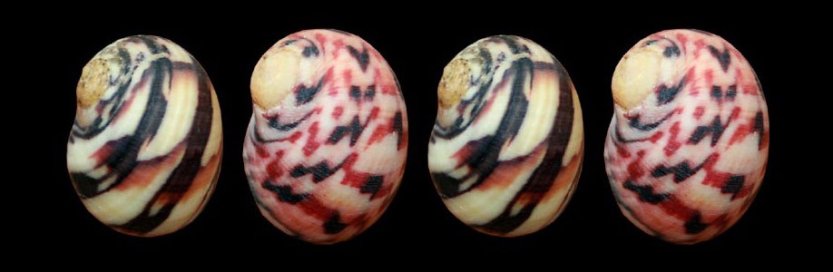 Nerita Peloronta, la lumachina mannara nerita