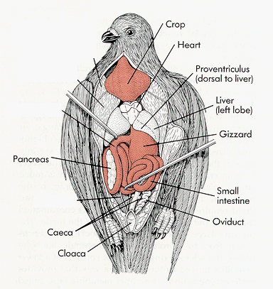 PigeonAnatomy
