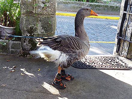 scarpe oca