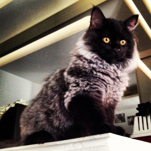 ottone von asgard soppalco