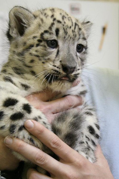 leopardino