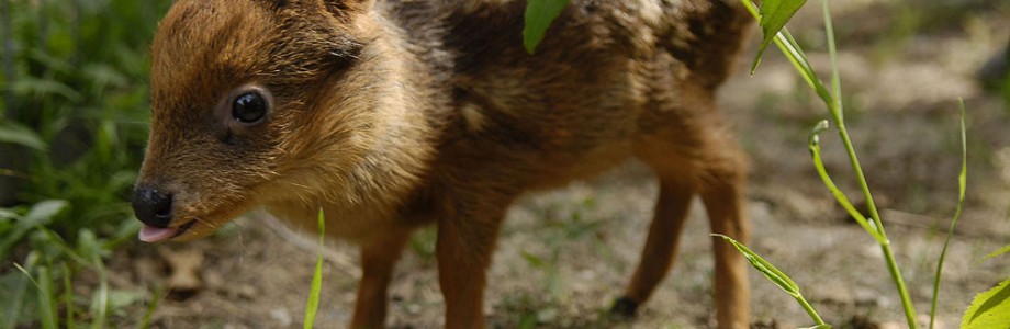 PUDU