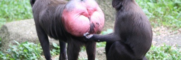 macaco