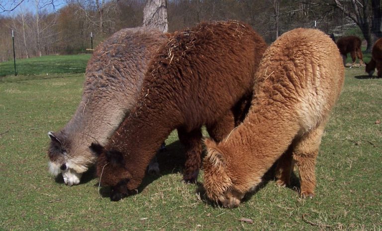 Il poffoso alpaca