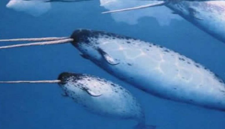 Il sempre frainteso narvalo