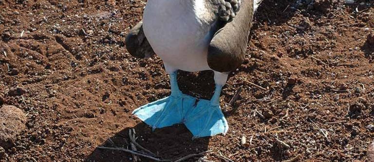 La demenziale e tarantiniana sula dai piedi azzurri