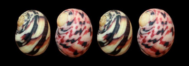 Nerita Peloronta, la lumachina mannara