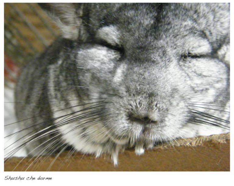 How-To-Intervista: vivere con un branco di cincillà