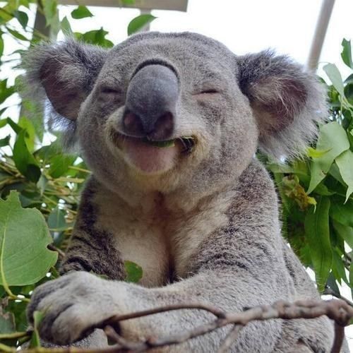 koala happy