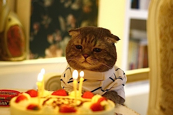 Gatto triste compleanno