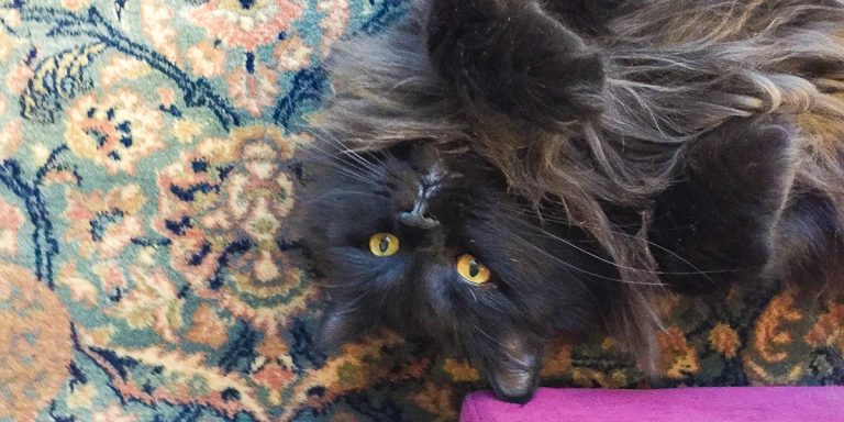 Hill’s Transforming Lives: ciotole piene per 10.000 animalini dei rifugi