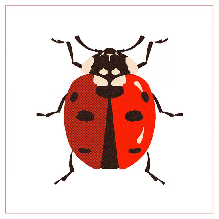 Libri sugli insetti per piccoli lettori e lettrici